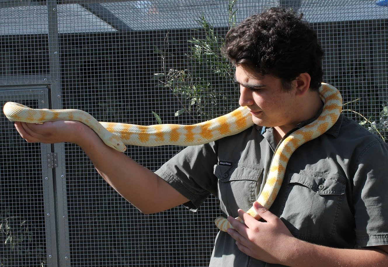 Animal