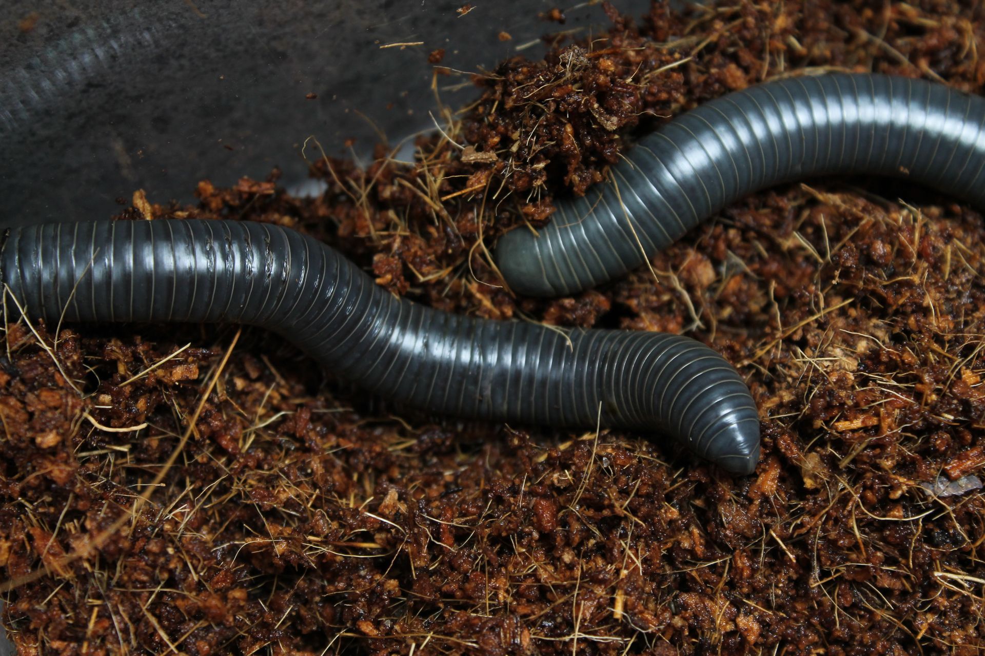 Millipede+3