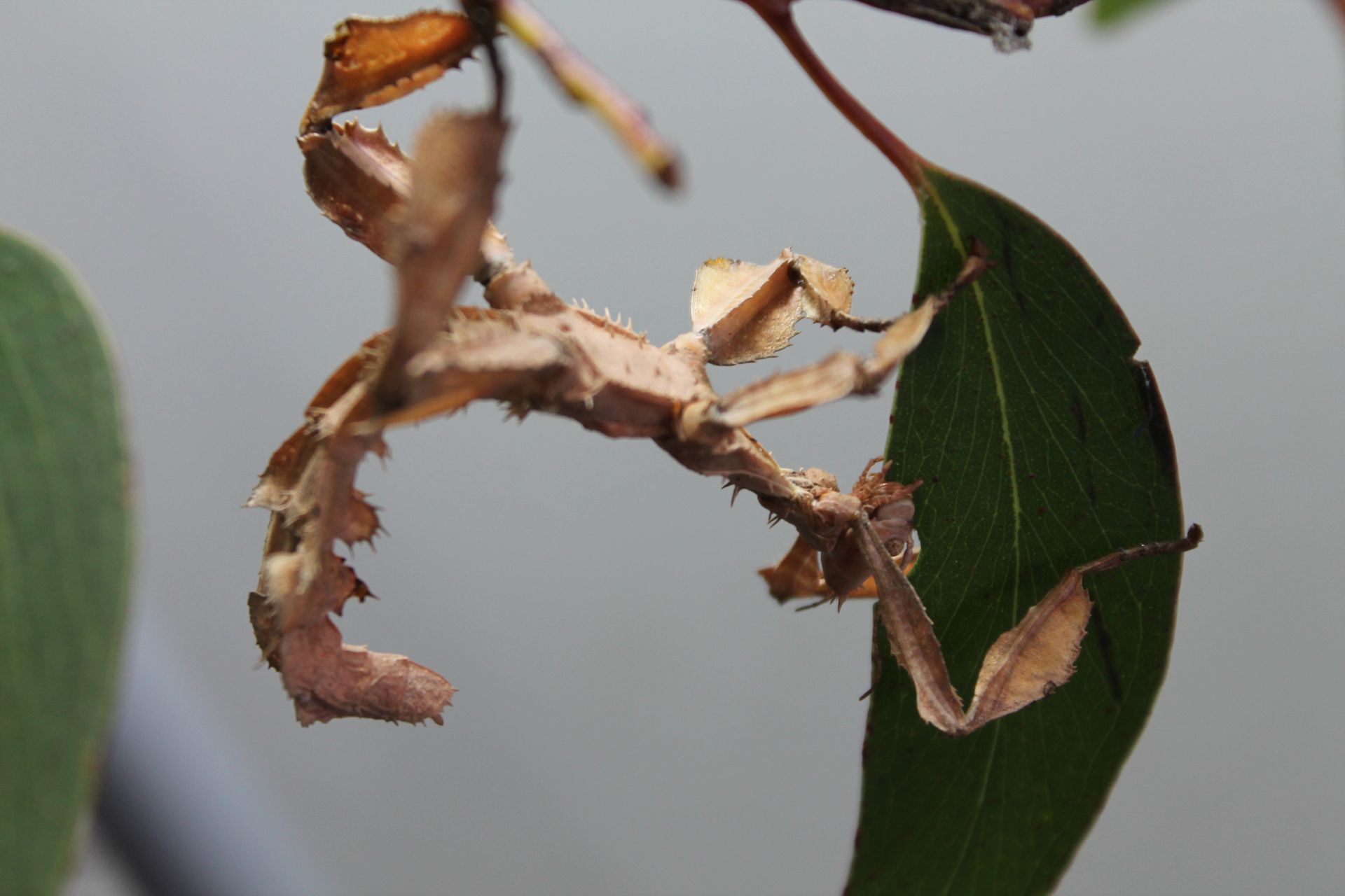 Phasmid+5
