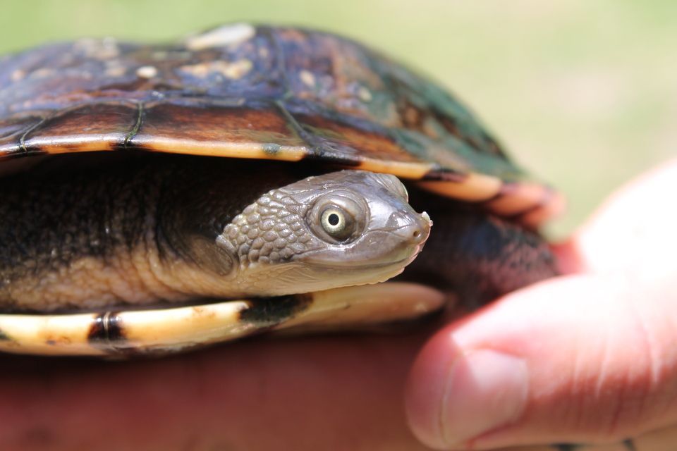 Long Neck Turtle