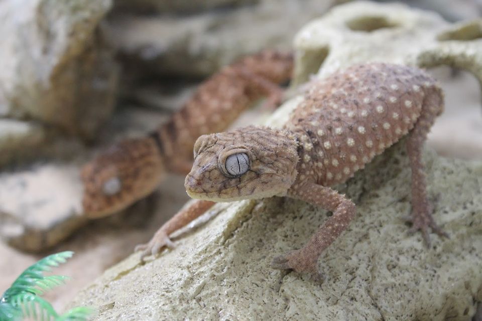 Gecko