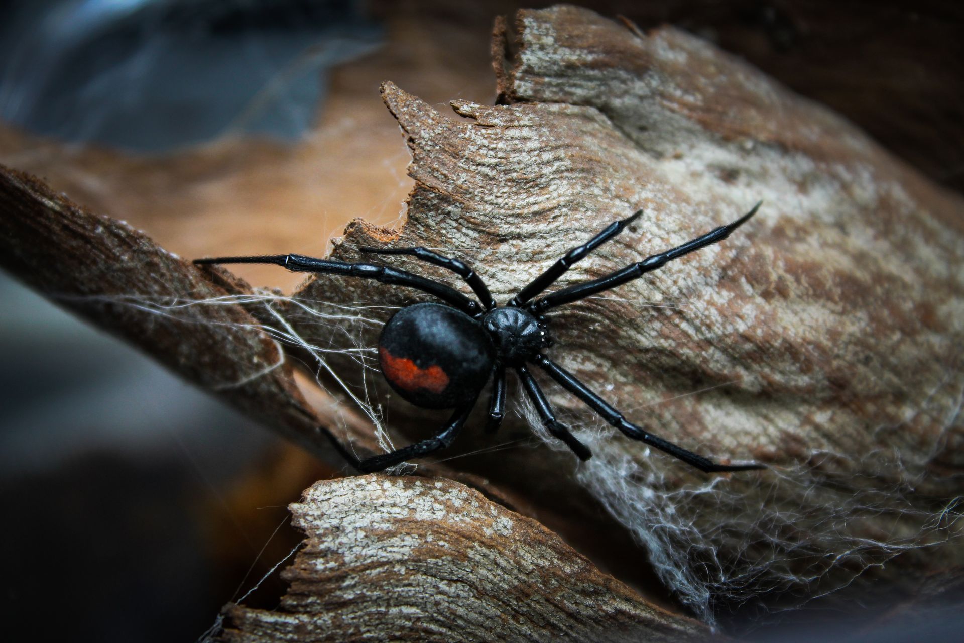 Red-Back