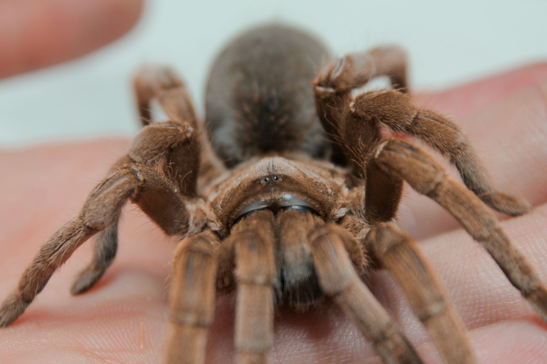 Tarantula