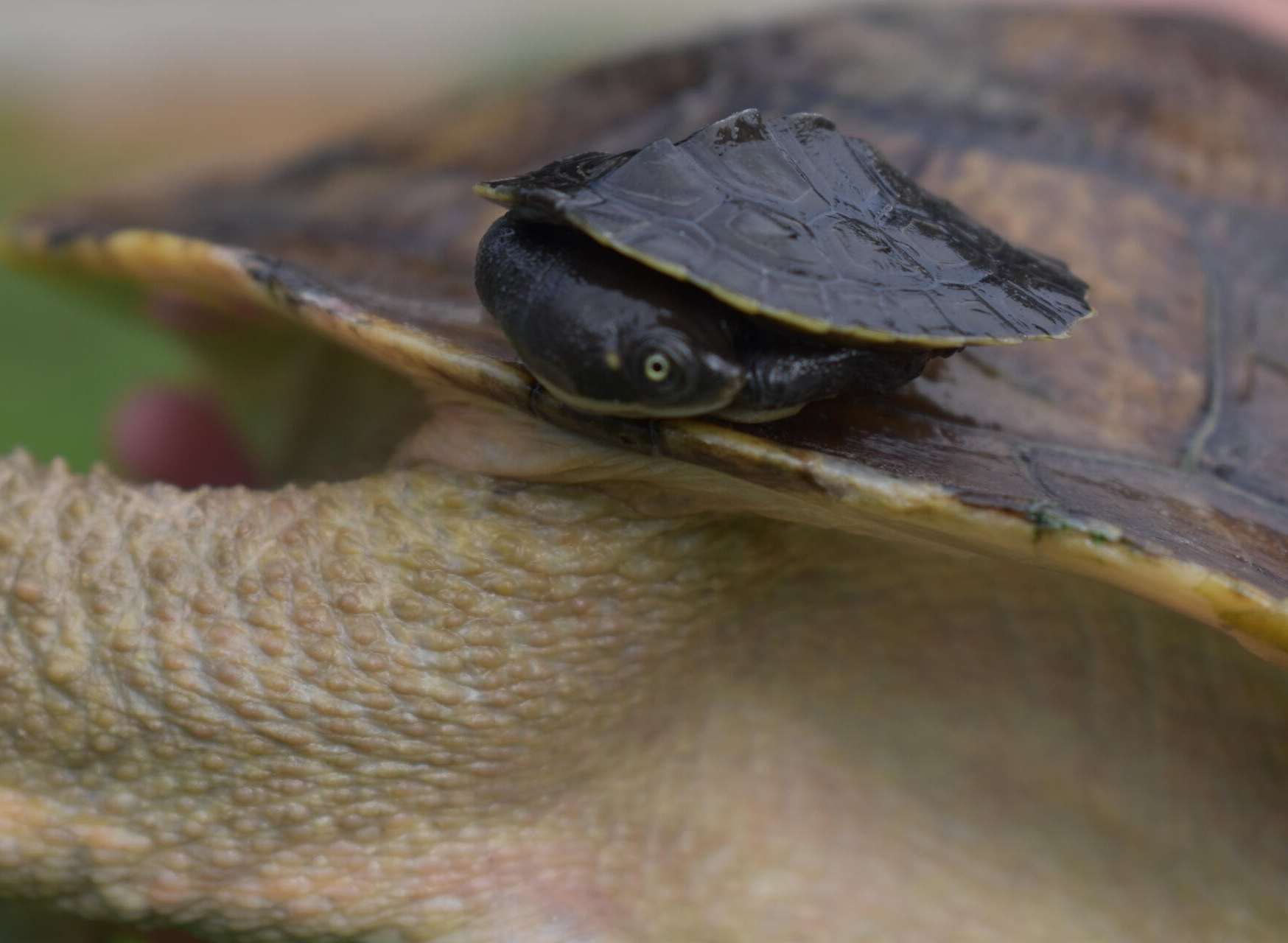 Raptor Reptiles