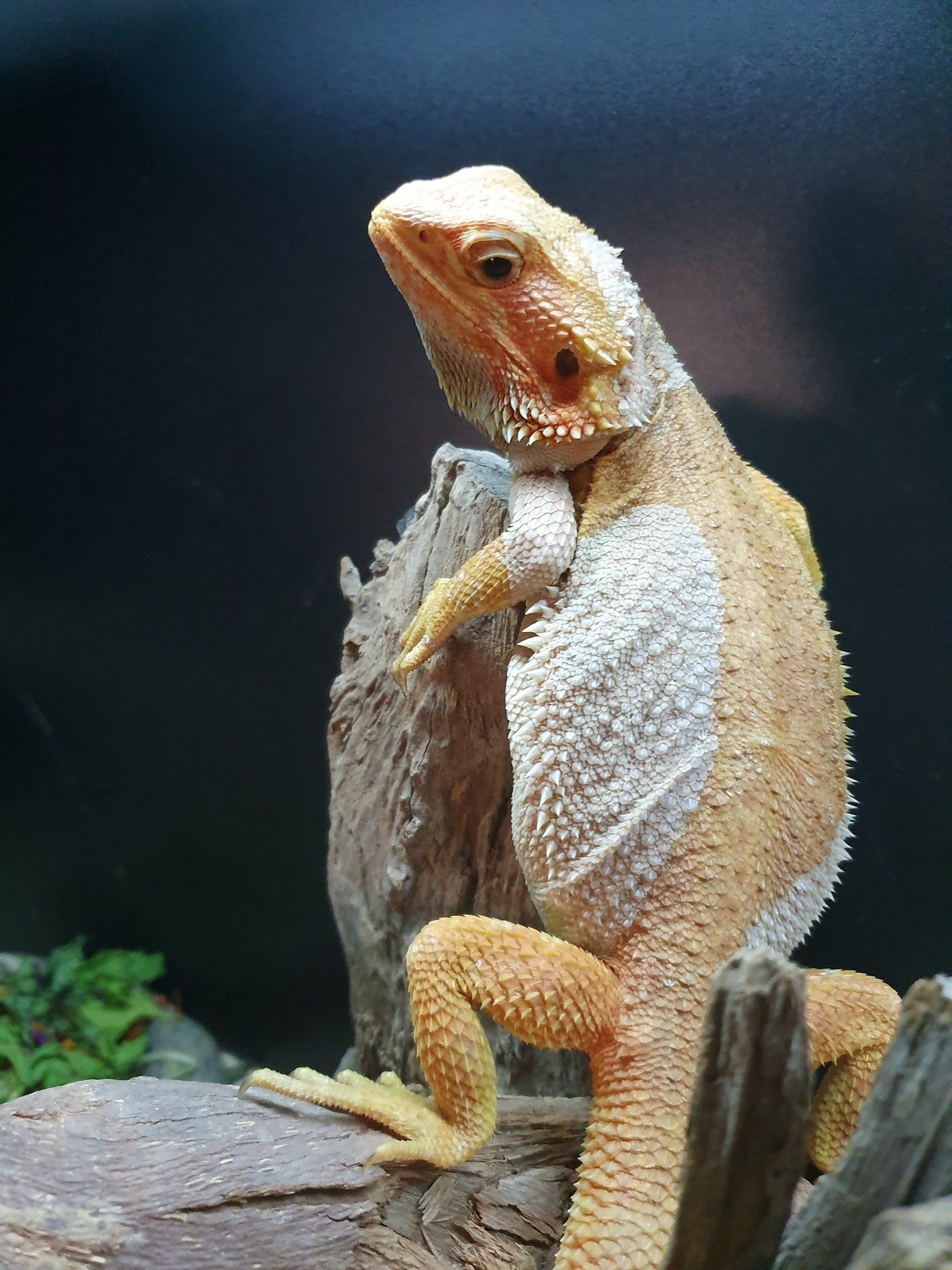 reptile