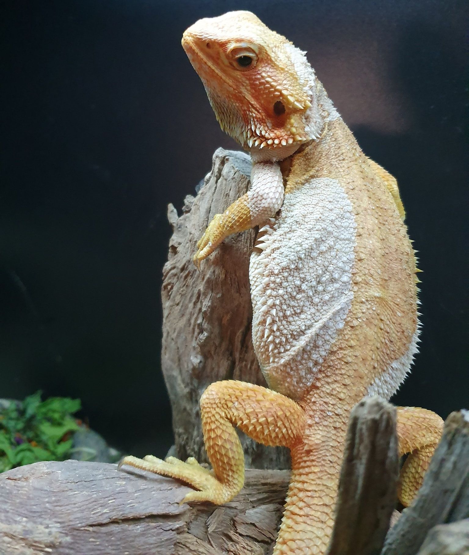 Reptiles