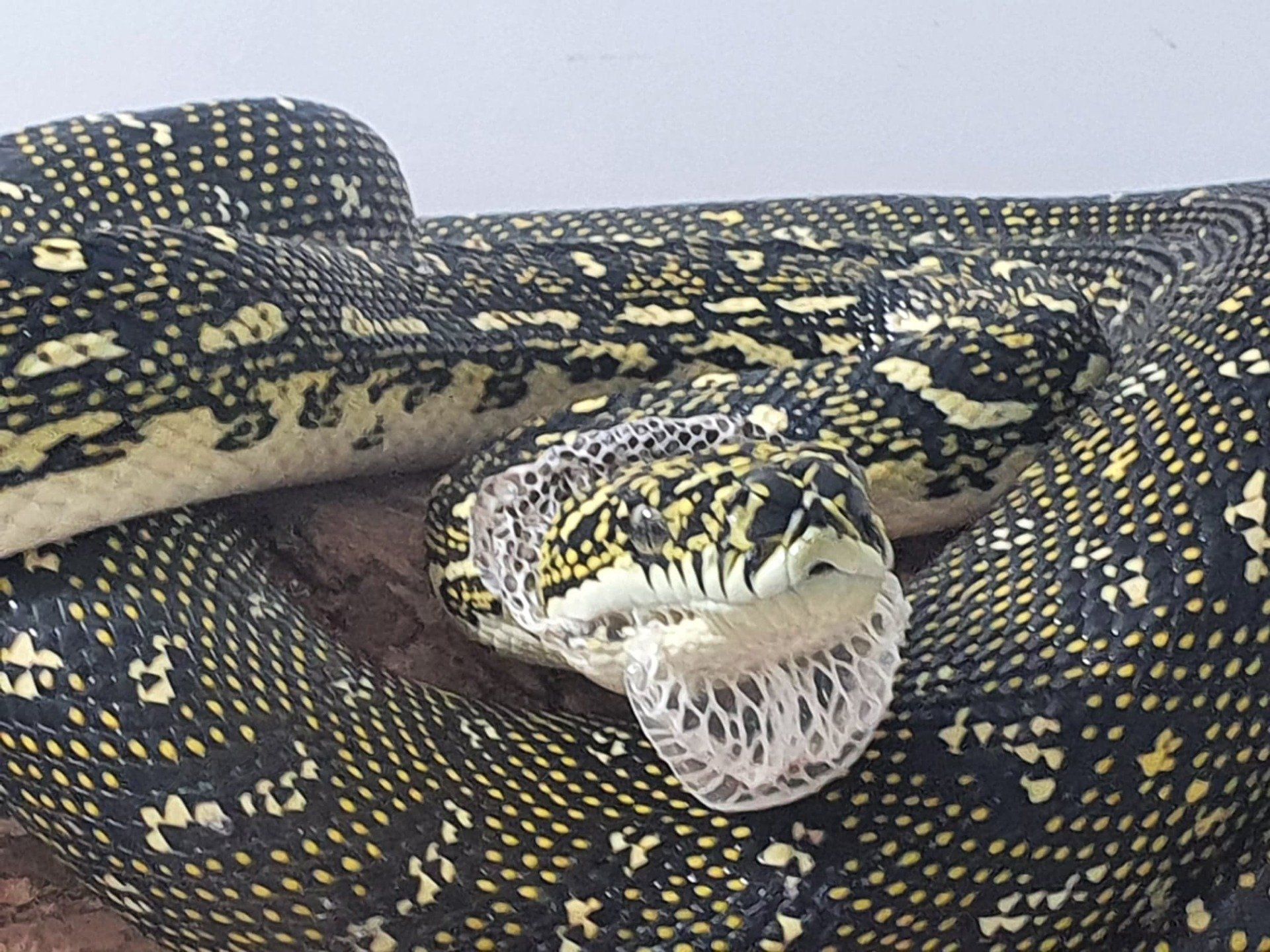 Snake