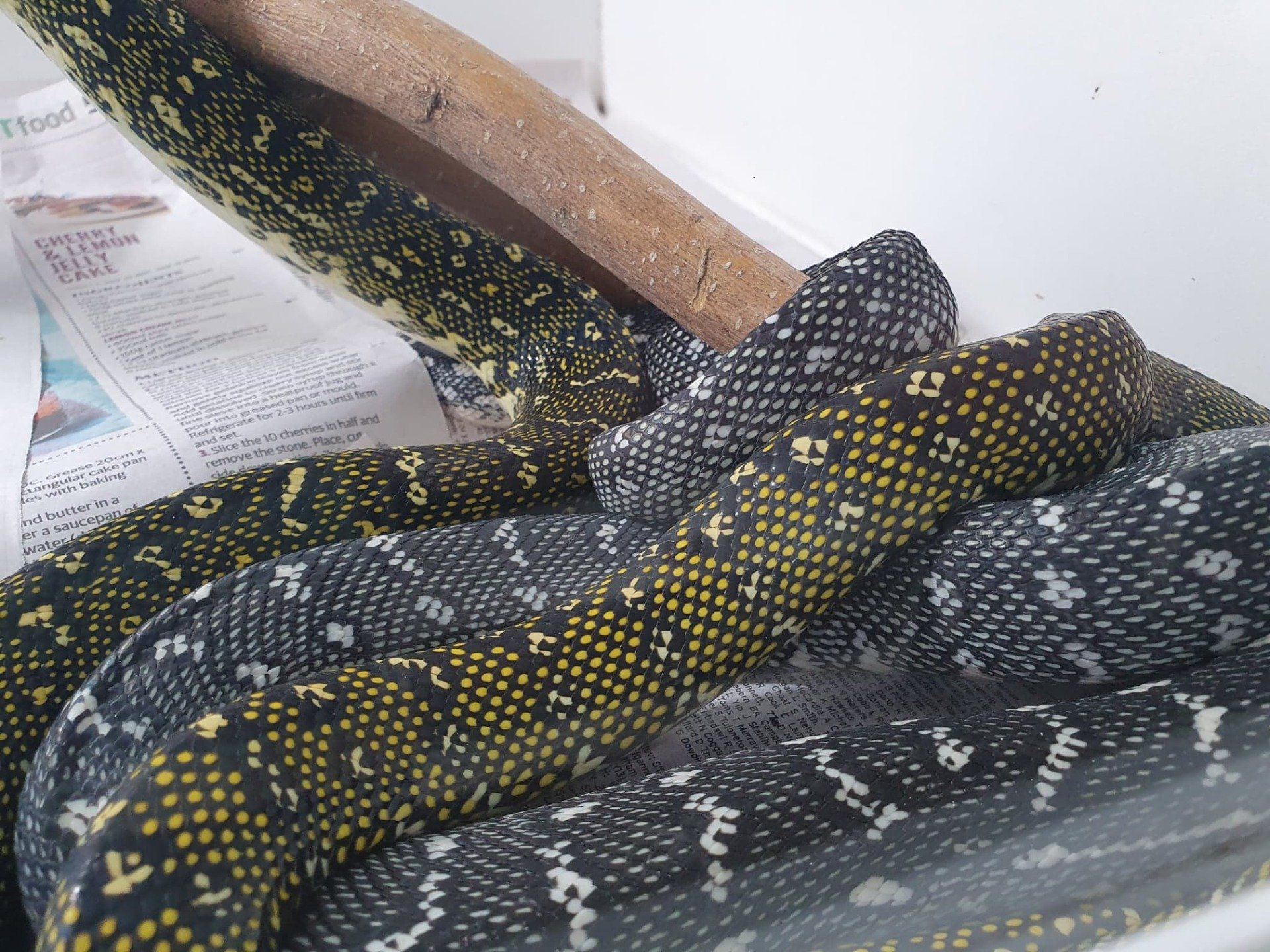 snakes