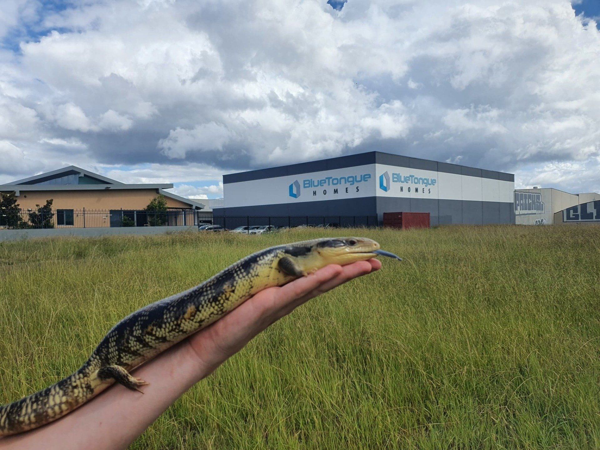 reptile