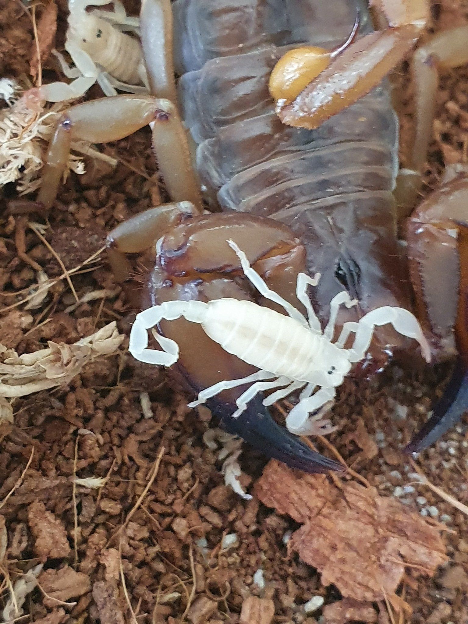 scrorpio