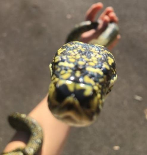 man holding a snake