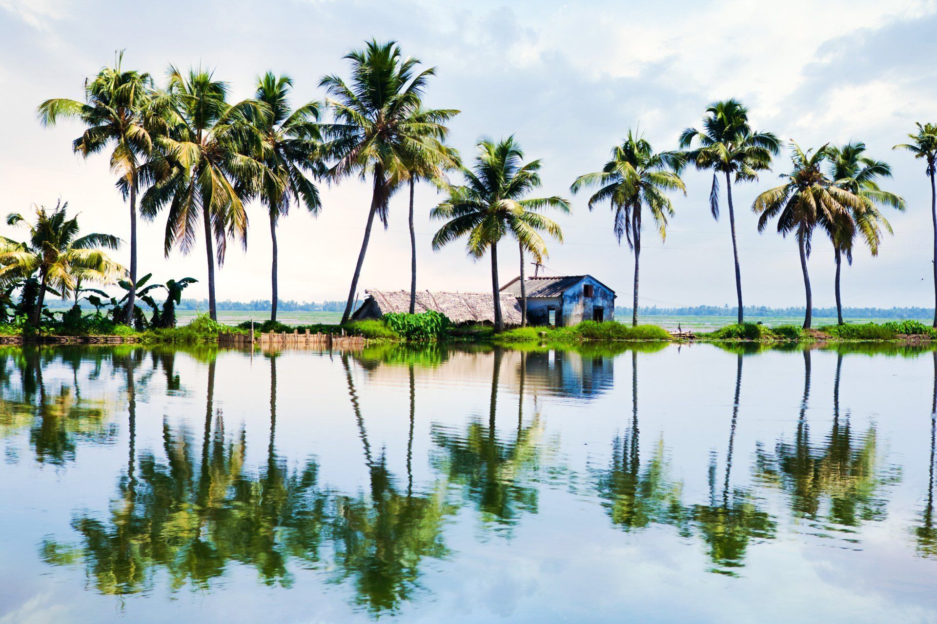 A row of palm trees are reflected in a body of water
