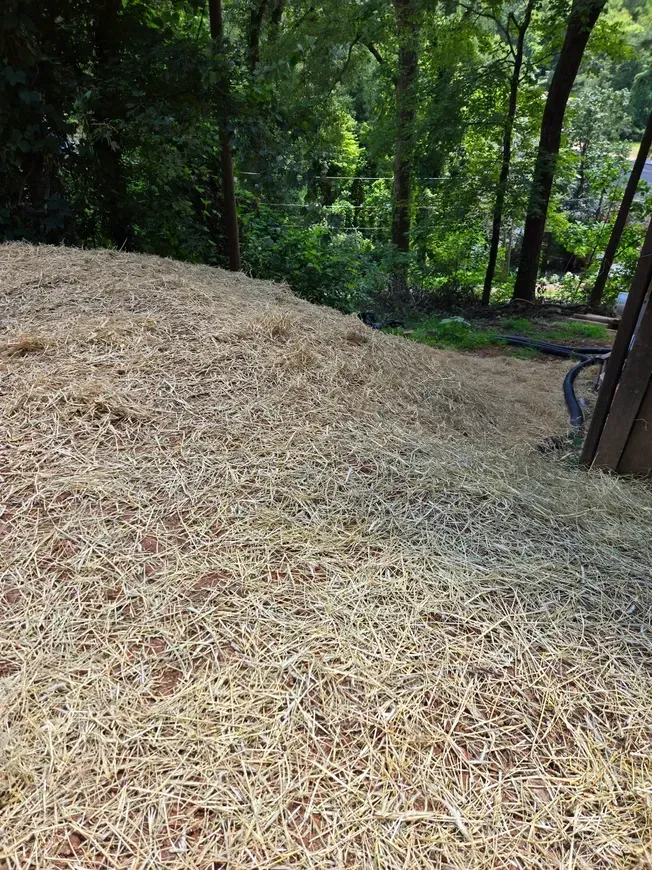 Wood chip-covered slope beside a wooded stream in a forested area