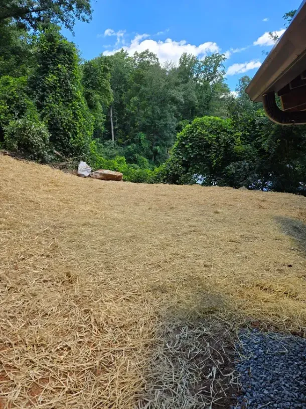 Dry straw-covered hillside beside dense green trees under a blue sky, with a roof edge at right.