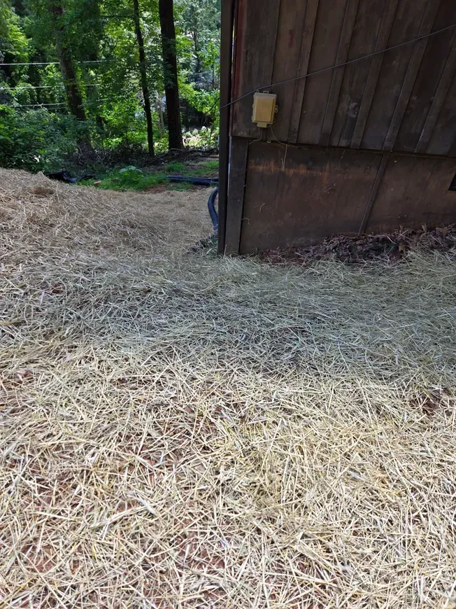 Straw-covered ground beside a dark wooden shed, with trees and greenery in the background.