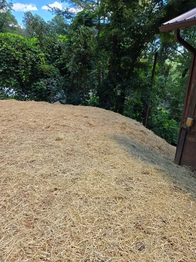 Large pile of straw or mulch beside a wooden building, with green trees and blue sky in the background