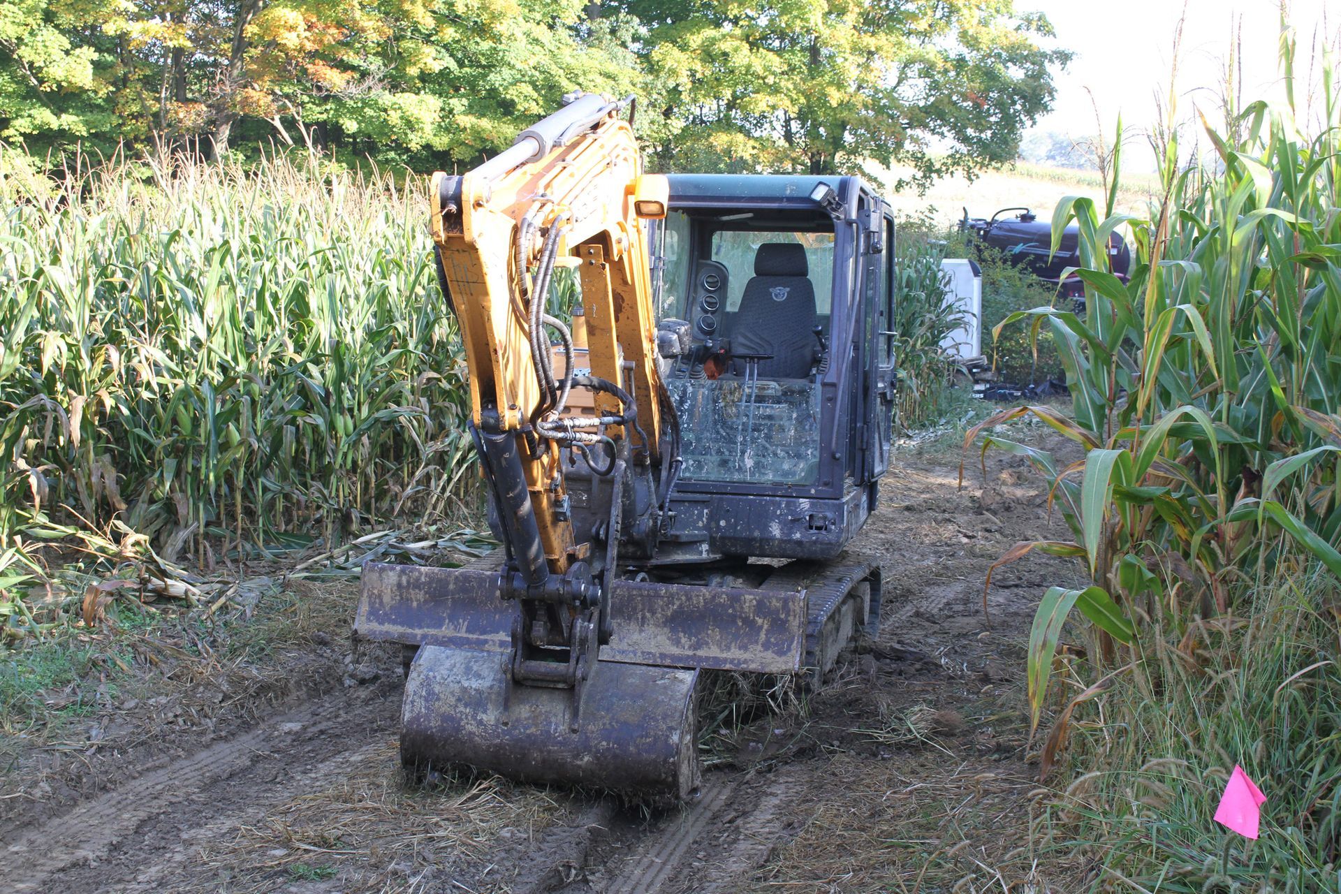 Mini excavator in a muddy path between tall corn stalks.