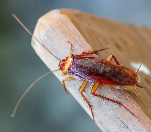 Cockroach on wooden surface; brown and orange insect with long antennae. Cockroach on wooden surface; brown and orange insect with long antennae.