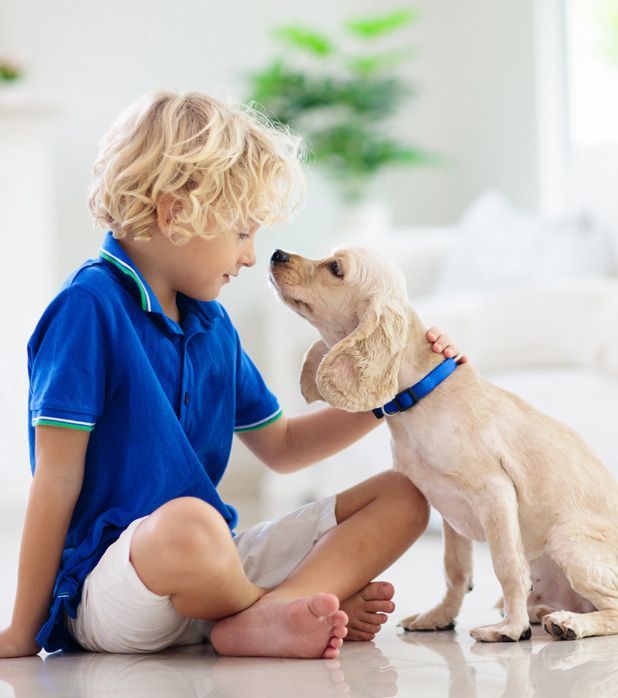 A child with blonde hair sitting on the floor in a blue shirt petting a light-brown spaniel while they gaze at each other. A child with blonde hair sitting on the floor in a blue shirt petting a light-brown spaniel while they gaze at each other.