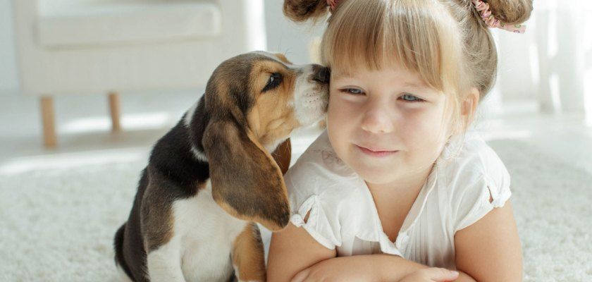 A beagle kisses a child on the cheek. A beagle kisses a child on the cheek.