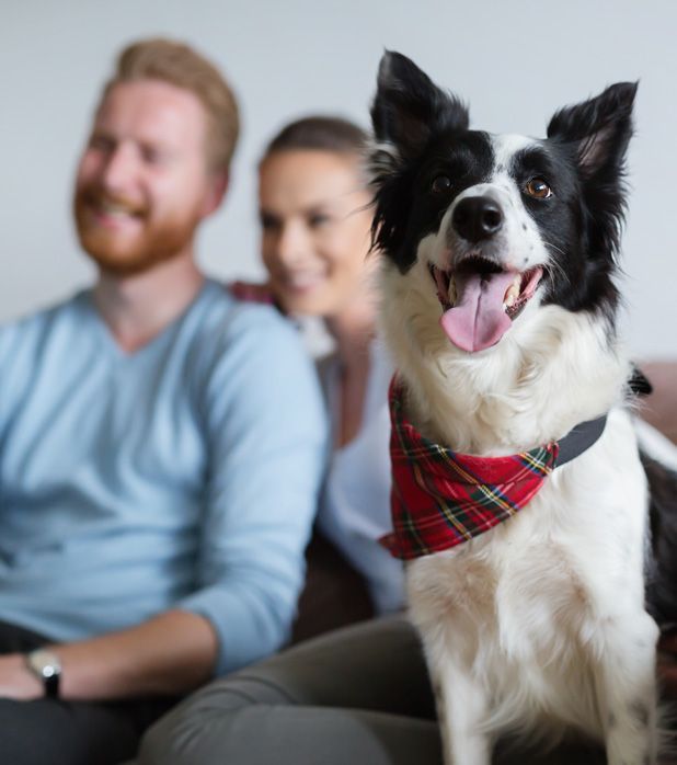 A happy black and white dog wearing a red plaid bandana sits in the foreground, with a blurred couple in the background. A happy black and white dog wearing a red plaid bandana sits in the foreground, with a blurred couple in the background.