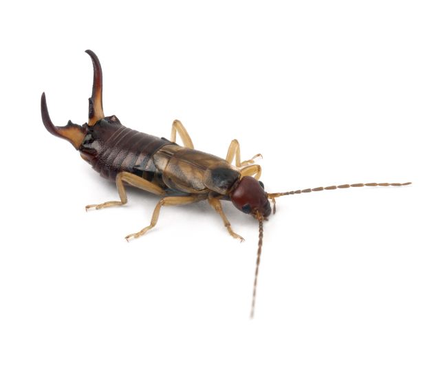 Brown earwig insect with large pincers on white background. Brown earwig insect with large pincers on white background.