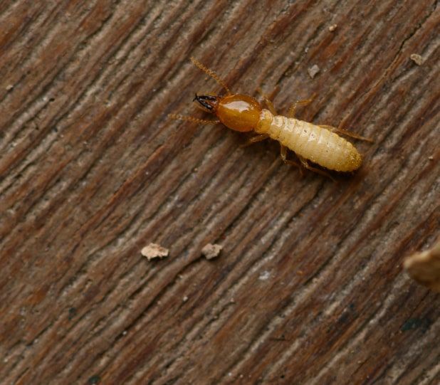 Termite on wooden surface, with a brown head and light-colored body. Termite on wooden surface, with a brown head and light-colored body.