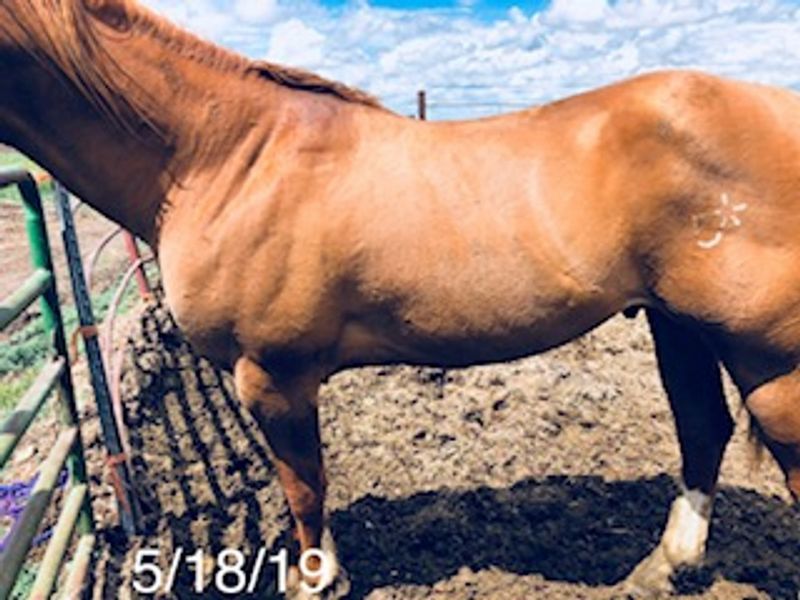 horse supplements