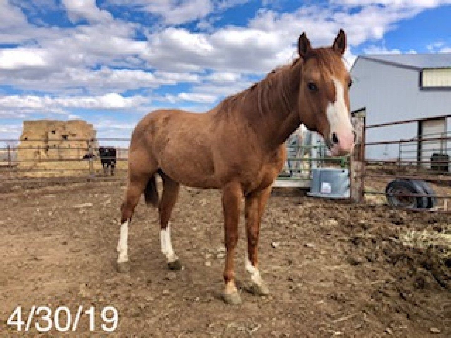 horse supplements