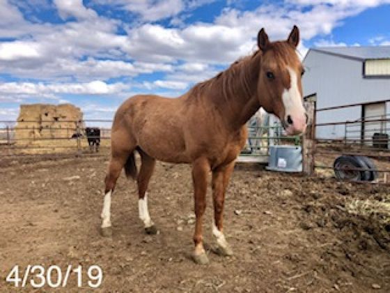 horse supplements