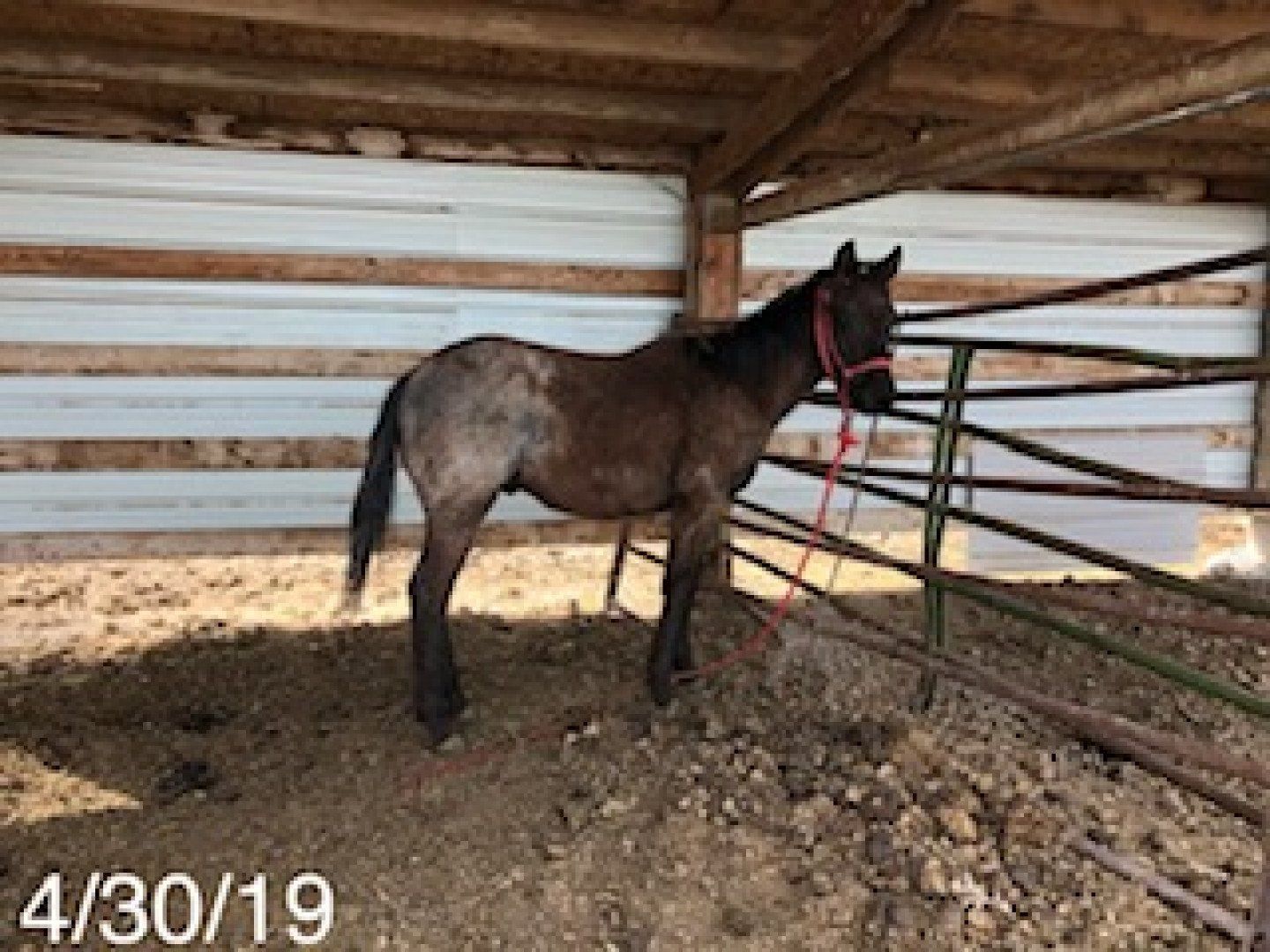 horse supplements