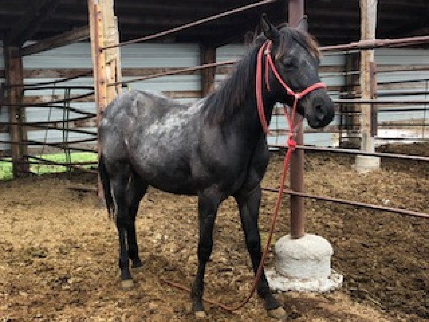 horse supplements
