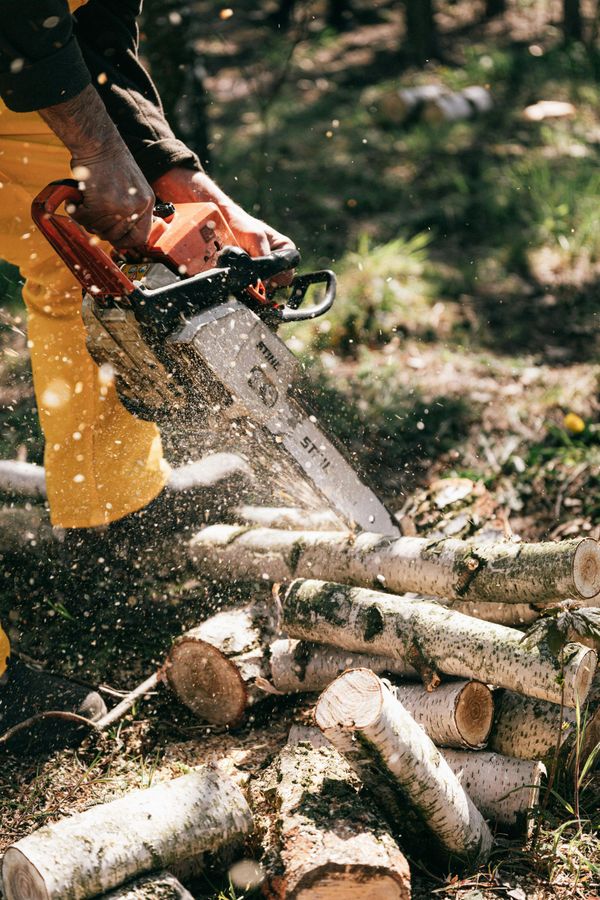 A person in yellow pants uses a chainsaw to cut birch logs in a forest.