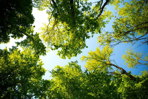A low-angle view of bright green tree canopies against a clear, sunny blue sky.