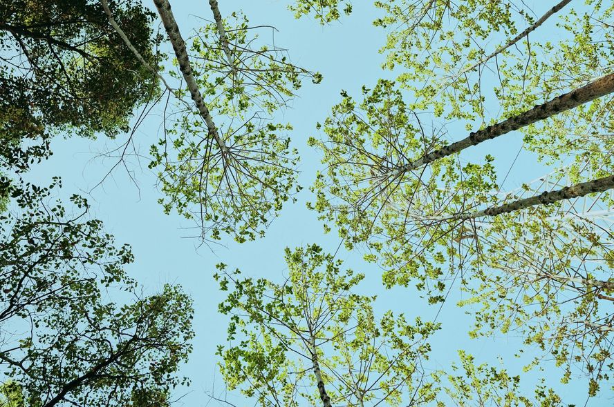 Looking up at the leafy green canopy of trees against a clear blue sky.