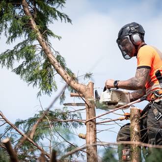 For a professional tree services in Woking call Local Branch Tree Services tree felling