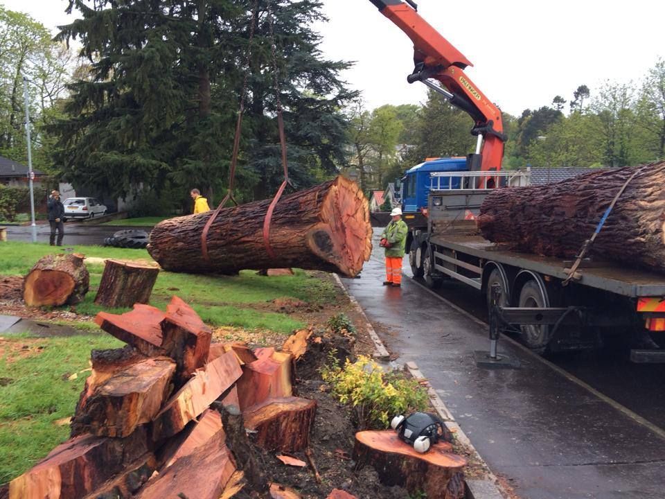 tree operation in west bridgford