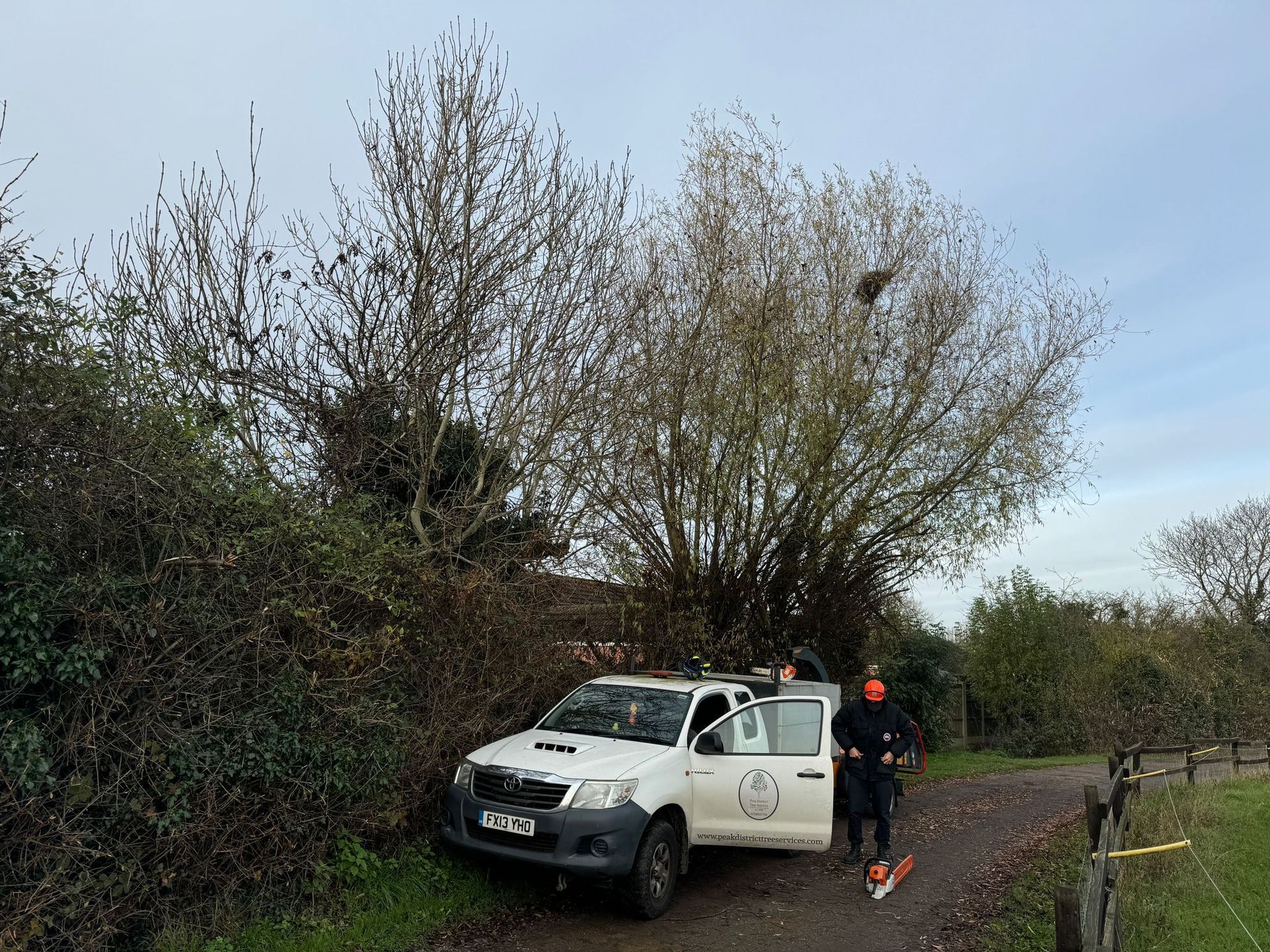 tree surgeon in Derby performing tree trimming and tree pruning