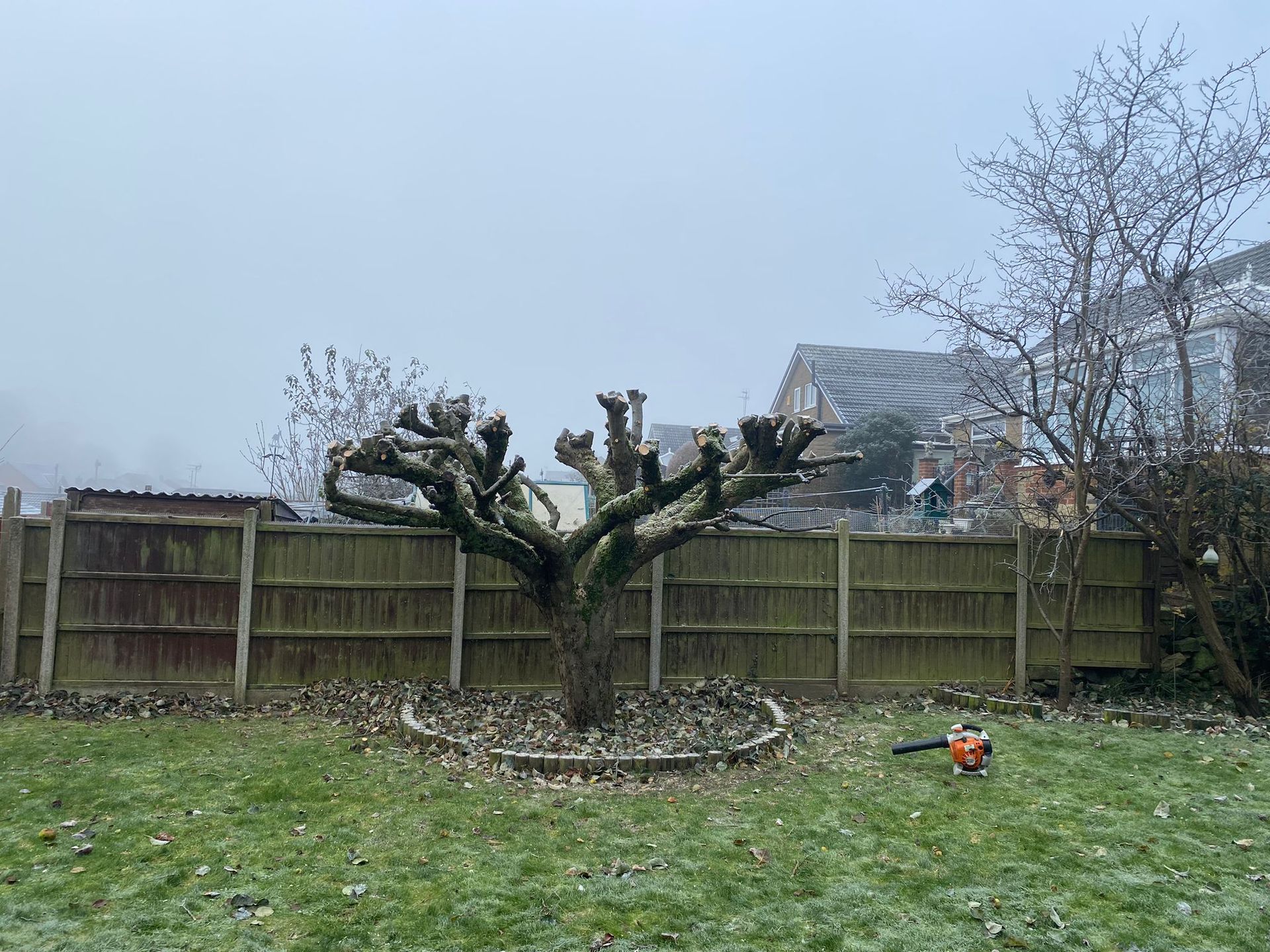 tree pollarding within derby area