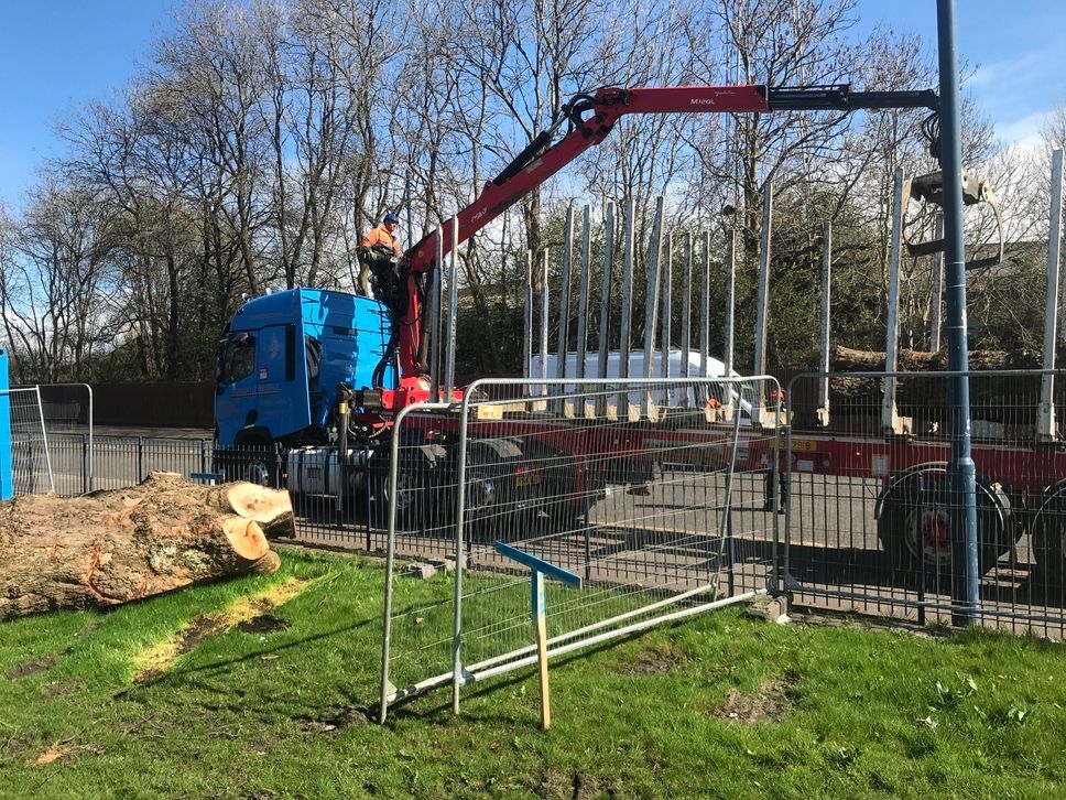 tree operation in west bridgford