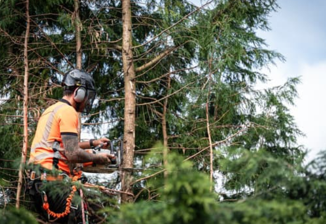 tree felling in west bridgford