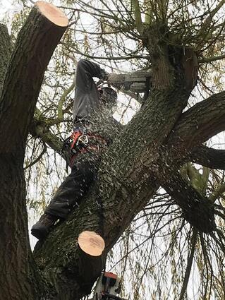 tree trimming service