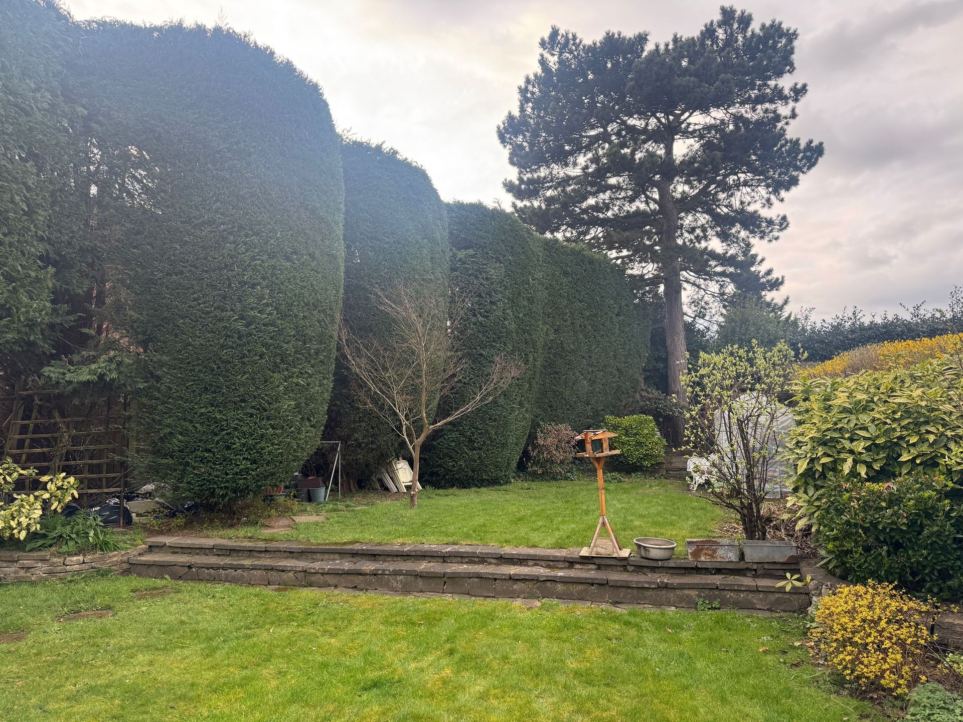 tree maintenance by tree surgeon in westbridgford