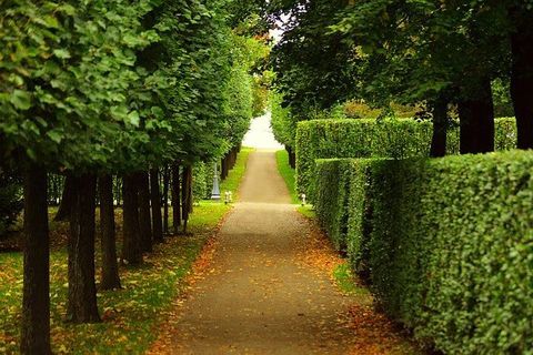 tree maintenance by tree surgeon in westbridgford