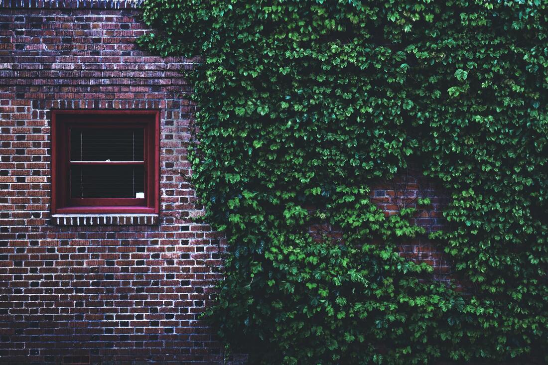 ivy on fence