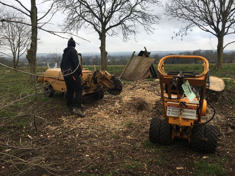 tree surgeon performing a stump removal with a stump grinding machine