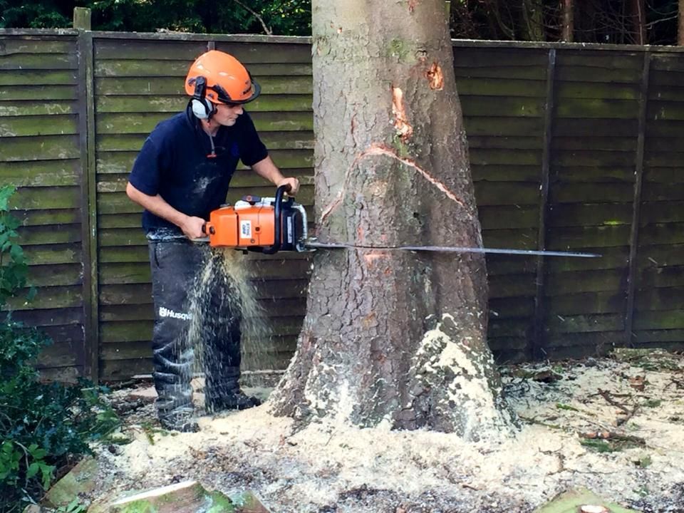 tree felling in west bridgford