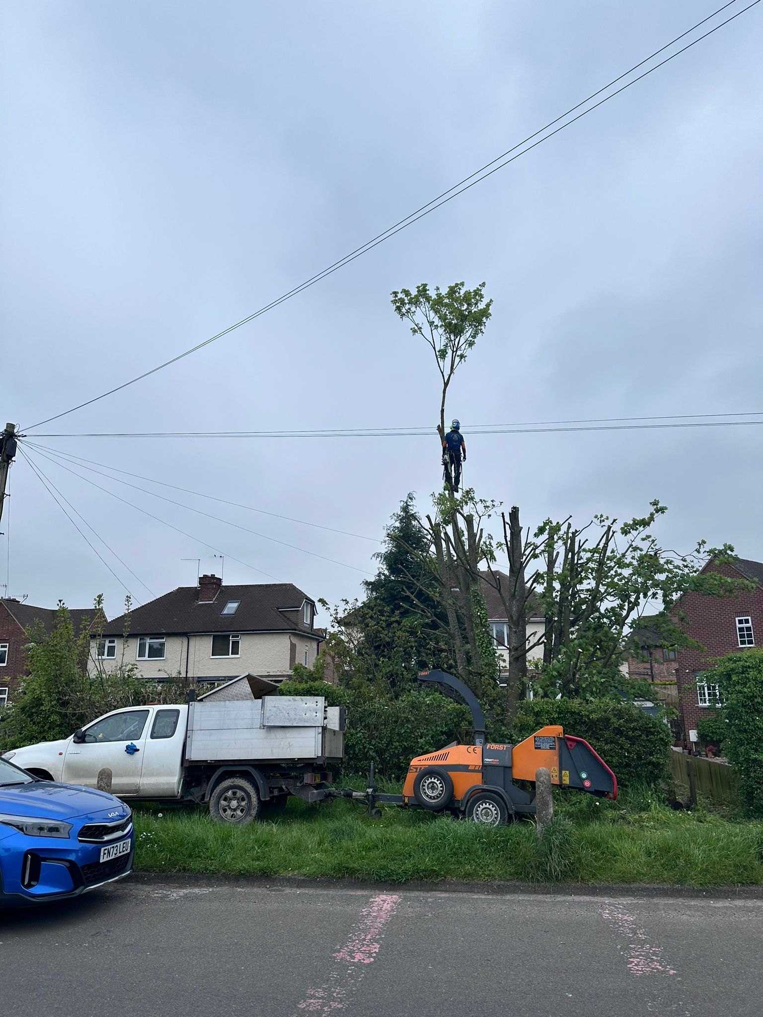 tree surgeons in derby on tree crown thinning and tree crown reduction