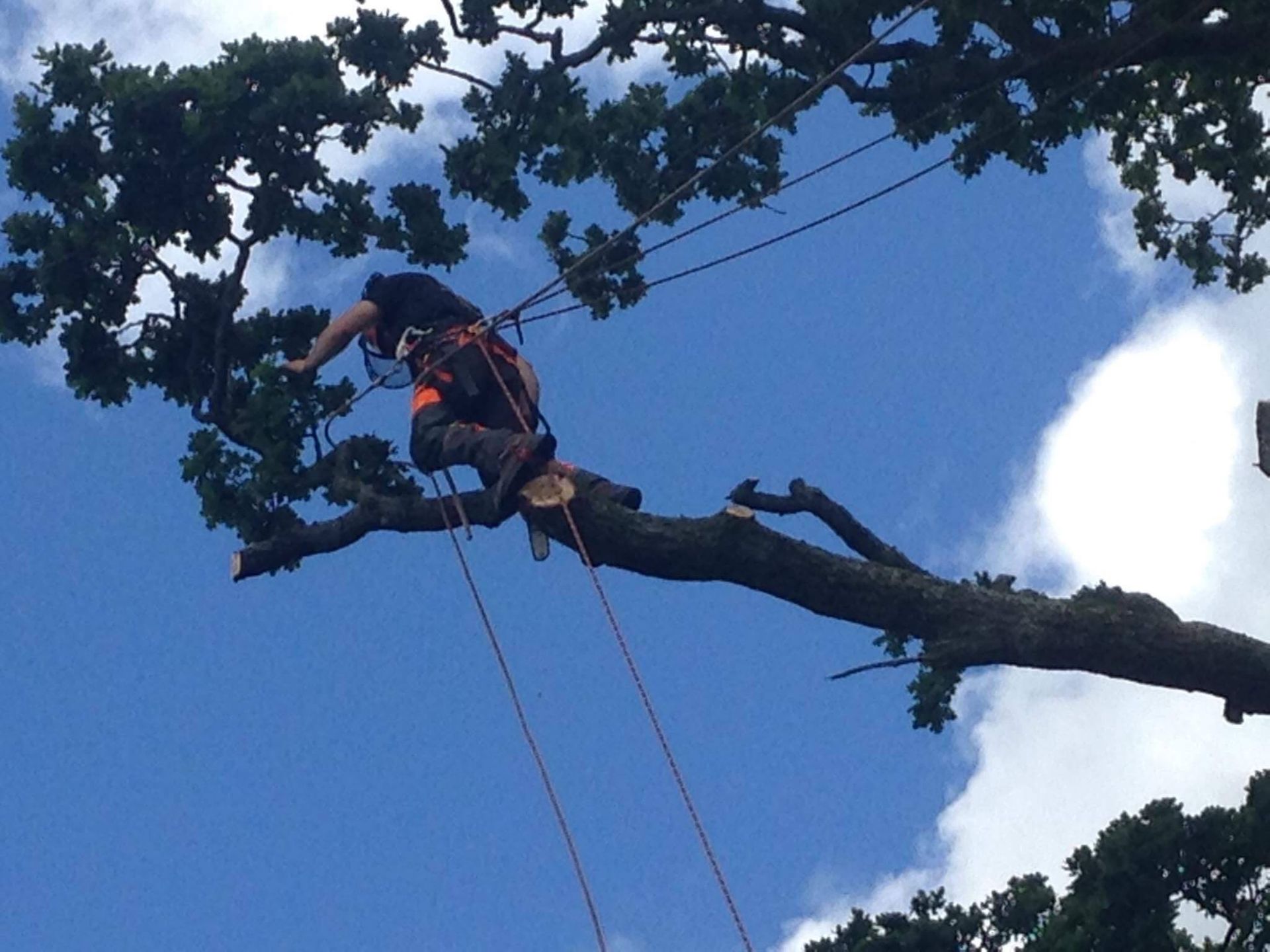 tree surgeon performing tree service