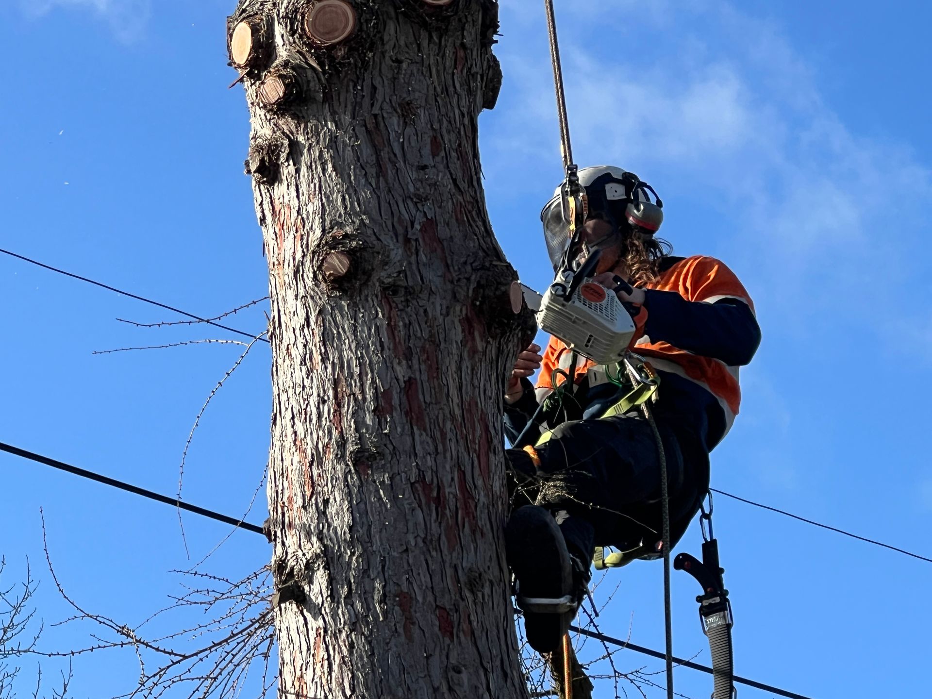 tree removal by tree surgeons in Derby